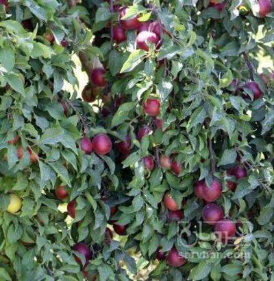 فروش آلو محلی