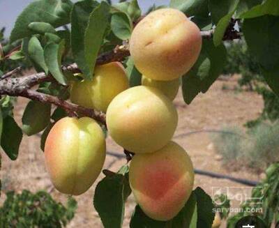 فروش زردآلو باغی ارگانیک