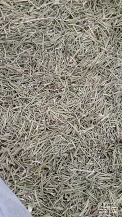 فروش رزماری