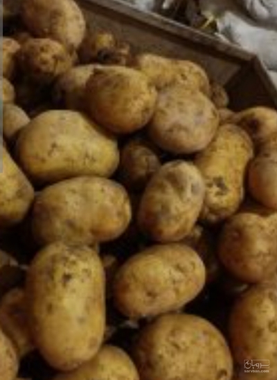 فروش سیب زمینی جلی