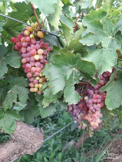 فروش انگور قرمز