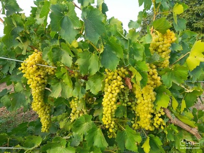 فروش انگور زرد