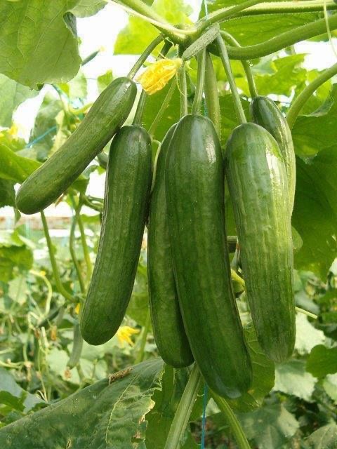 فروش خیار
