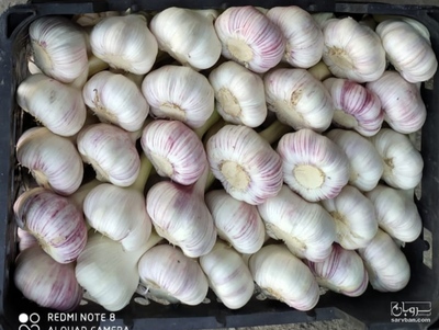 فروش سیر سفید