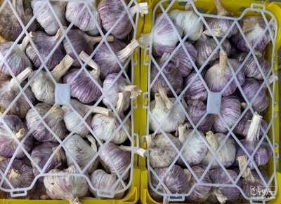 فروش سیر قرمز