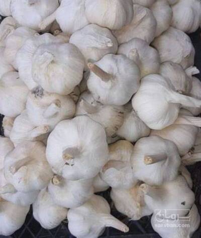 فروش سیر خشک