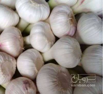 فروش سیر تر صادراتی