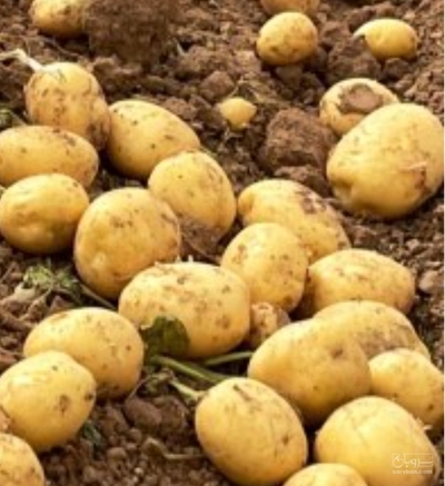 فروش سیب زمینی
