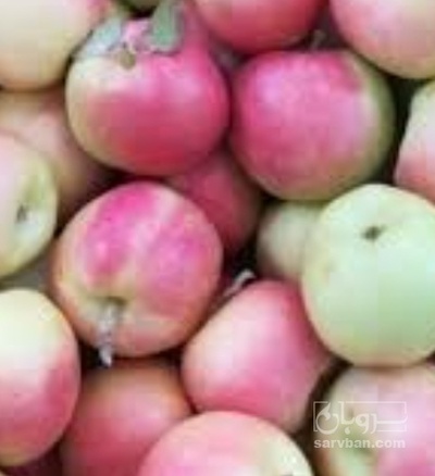 فروش سیب گلاب