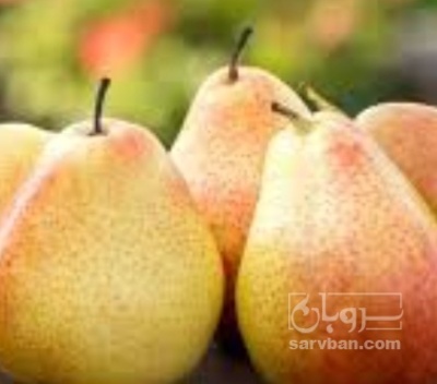 فروش گلابی