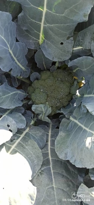 فروش کلم بروکلی