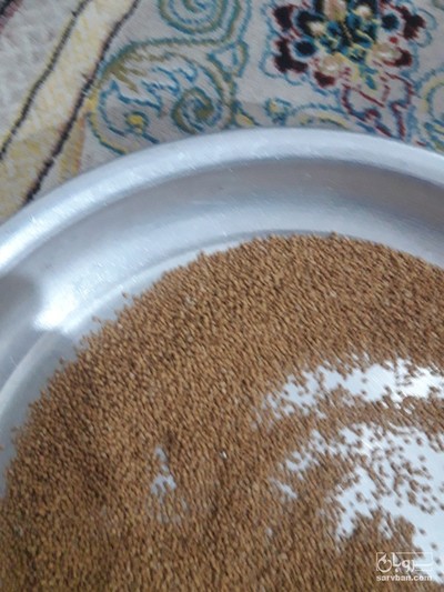 فروش بذرتوت نرک