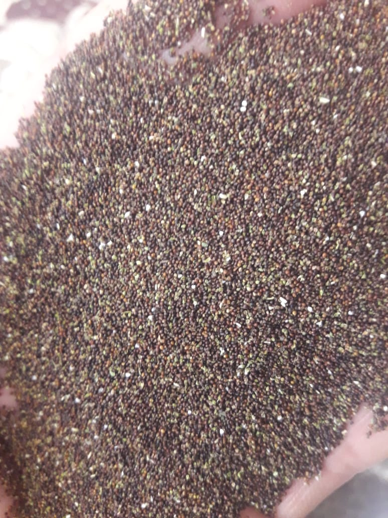 فروش بذر نعناع