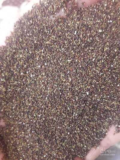 فروش بذر  نعناع