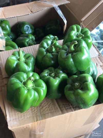 فروش فلفل دلمه ای