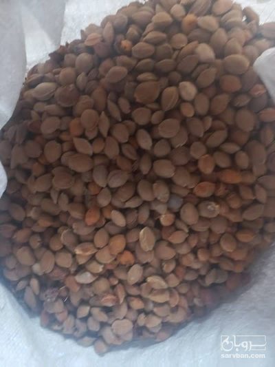 فروش صنایع غذایی ، تبدیلی و تکمیلی هسته زردالو تلخ