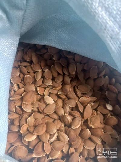 فروش هسته زردآلو شیرین