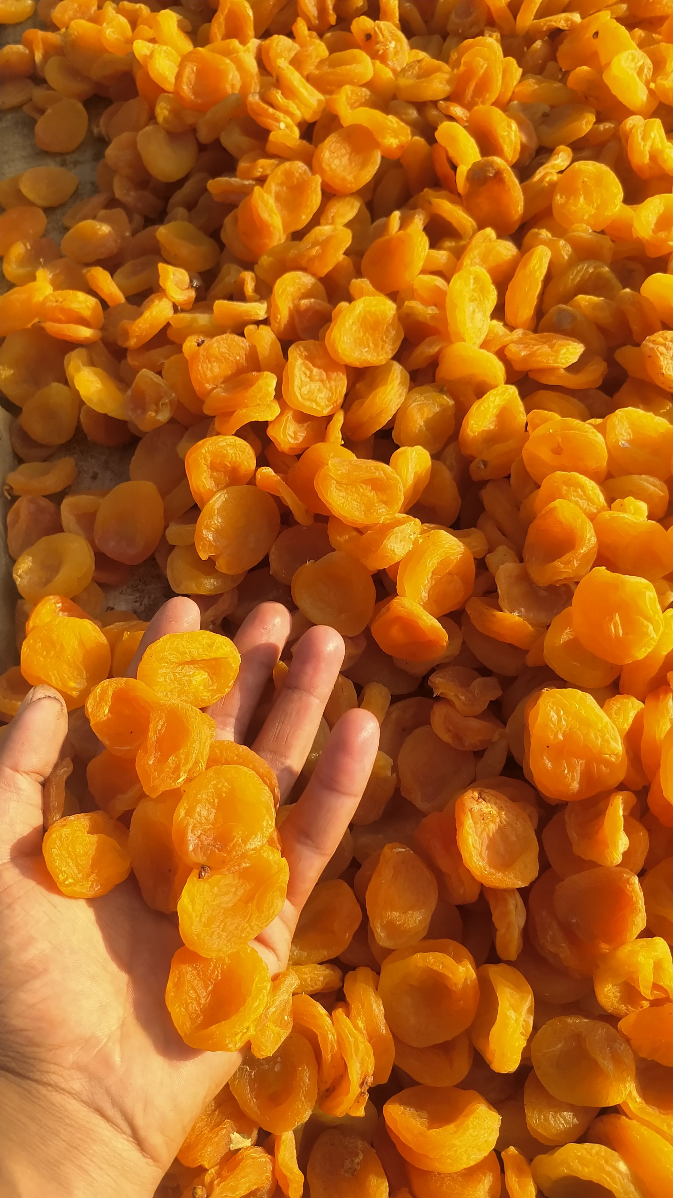 فروش برگه قیسی