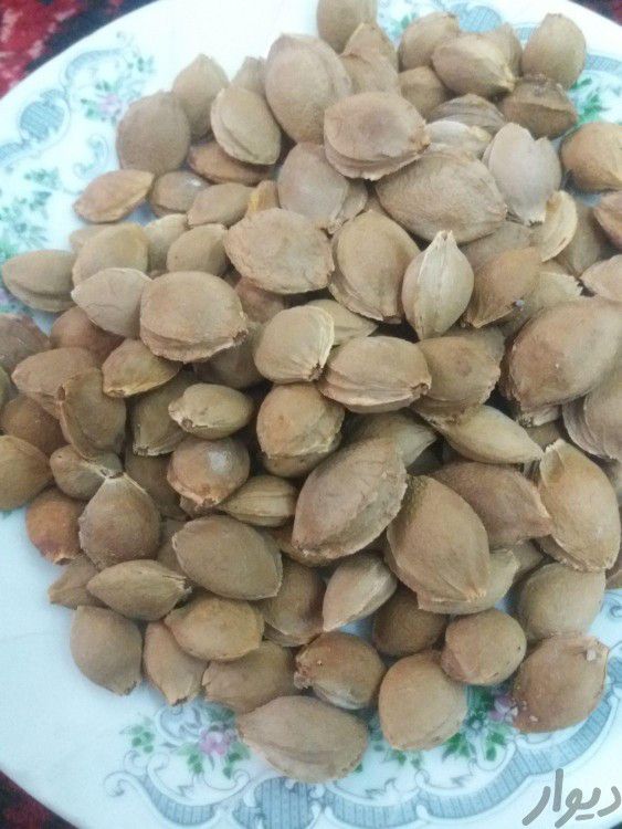 فروش هسته زردآلو