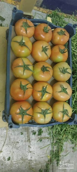 فروش گوجه فرنگی