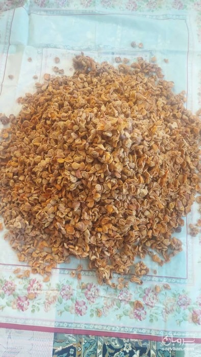 فروش برگه زردآلو