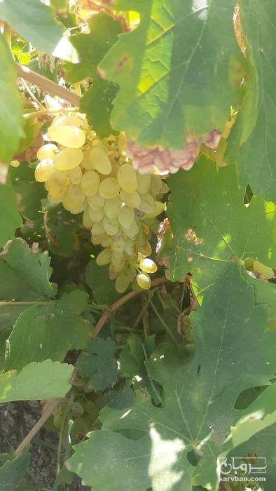 فروش انگور