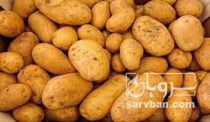 فروش سیب زمینی بامبا