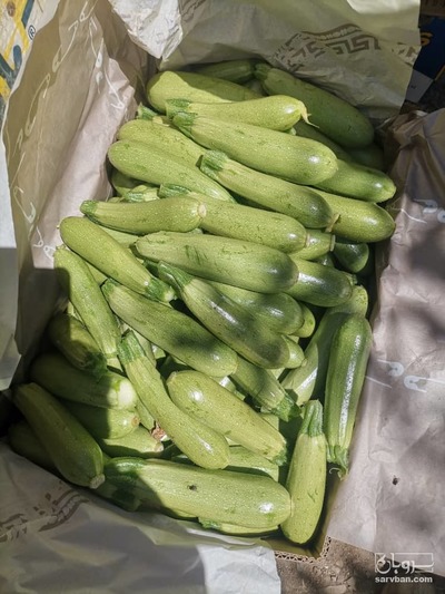 فروش کدو  سبز