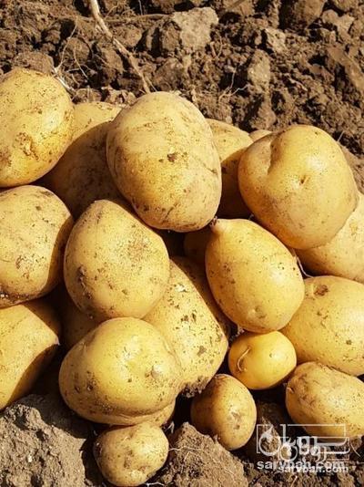 فروش سیب زمینی جلی