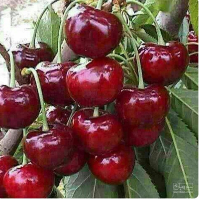فروش گیلاس