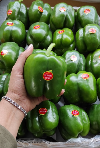 فروش فلفل دلمه سبز گلخانه ای