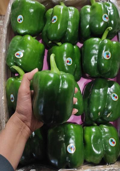 فروش فلفل دلمه ای سبز گلخانه ایی