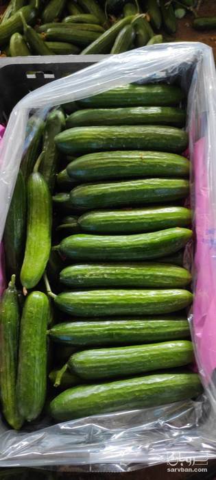 فروش خیار سبز گلخانه ایی