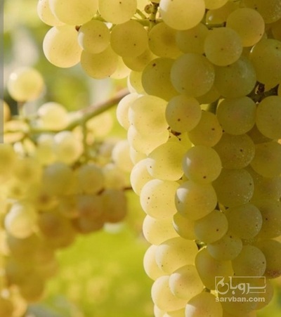 فروش انگور سفید