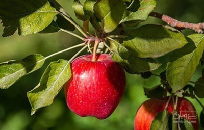 فروش سیب قرمز