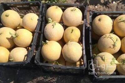 فروش ملون زرد و سبز صادراتی