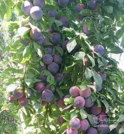 فروش آلو کالیفرنیا