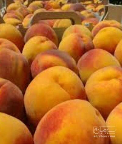 فروش هلو زعفرانی