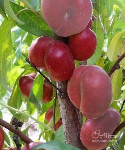 فروش شلیل انجیری