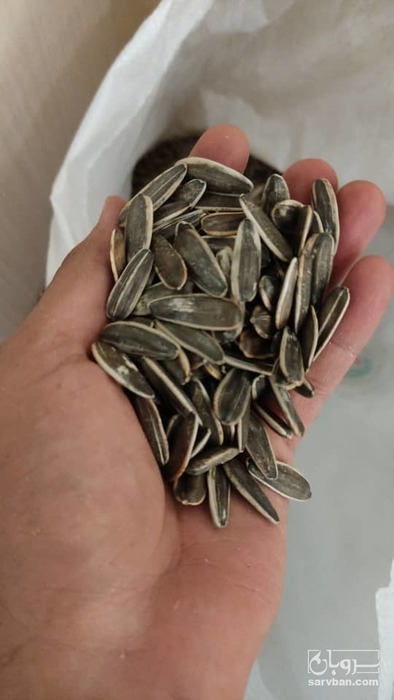 فروش تخمه آفتابگردان خام