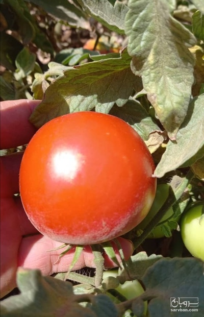 فروش گوجه فرنگی