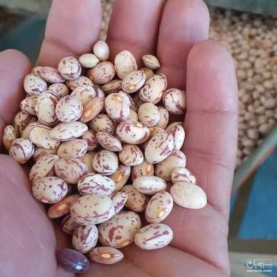 فروش لوبیا چیتی