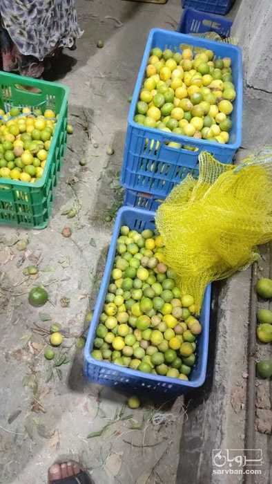 فروش لیموترش