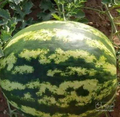 فروش هندوانه گرد