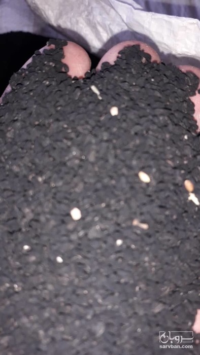 فروش سیاهدانه