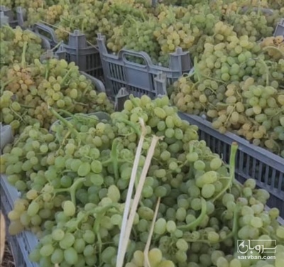 فروش انگور
