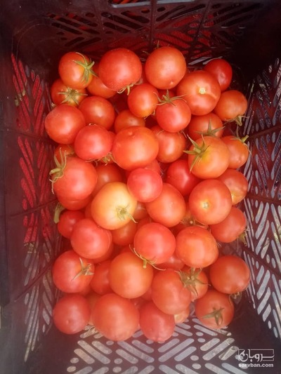 فروش گوجه فرنگی 20-83