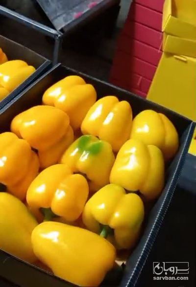 فروش فلفل دلمه ای