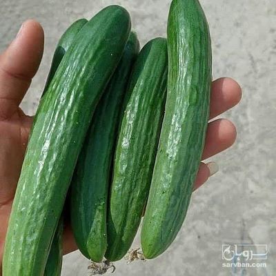 فروش خیار هوای آزاد