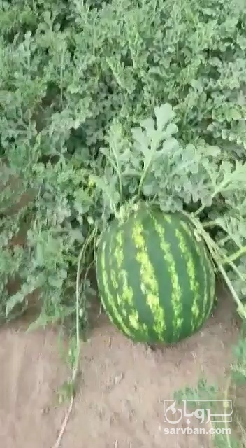 فروش هندوانه گرد